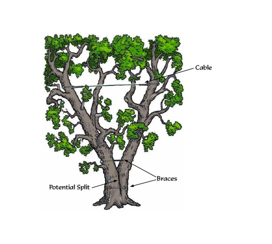 Diagram of a tree with a cable in the crown and braces at a potential split
