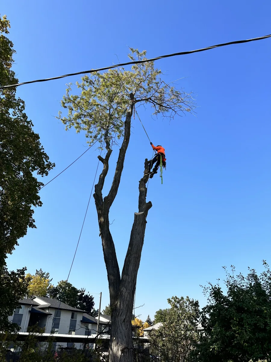 Trailhead climber removing a tall tree in sections over a Spokane home