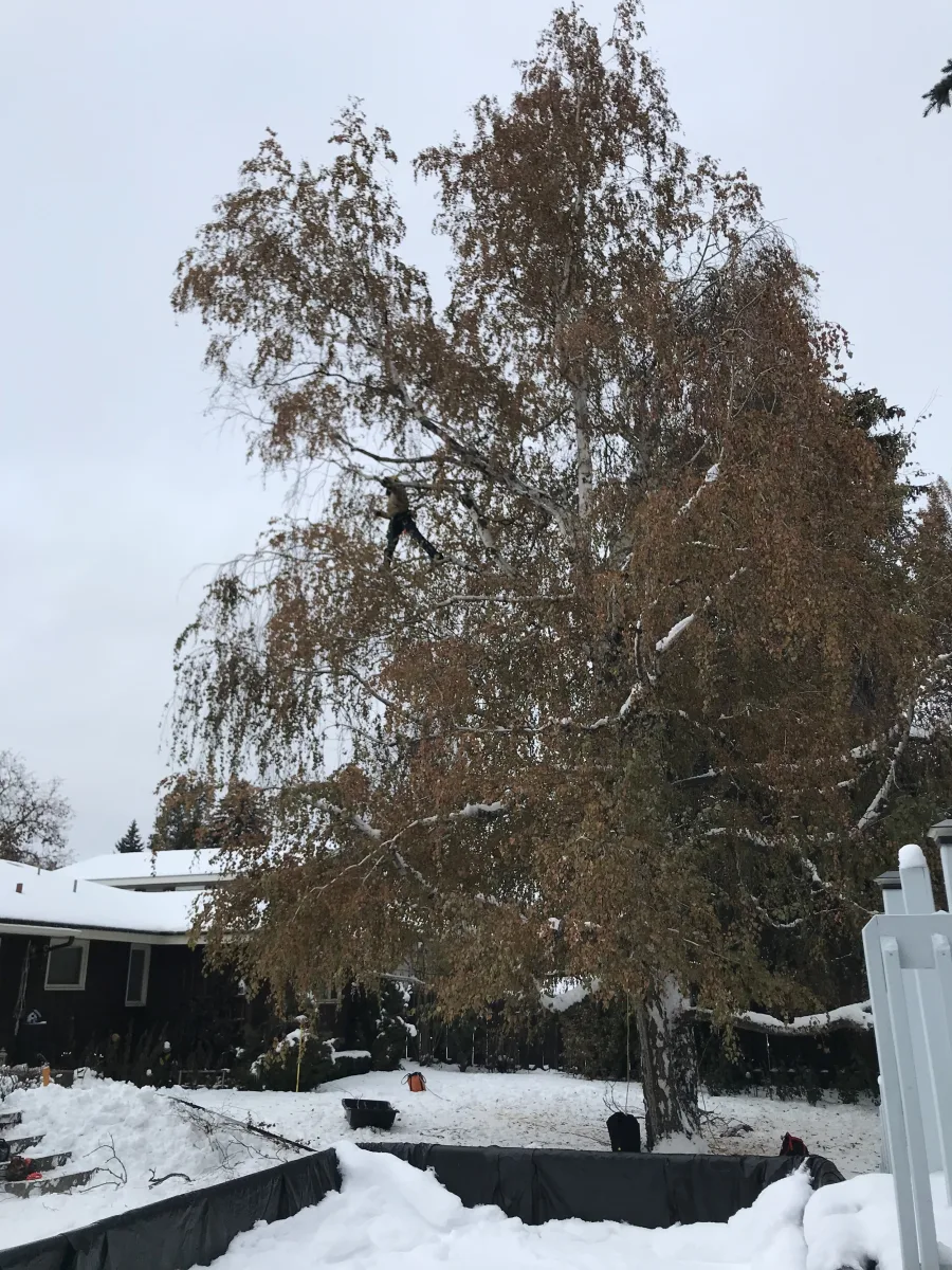 A mature tree after pruning by Trailhead Tree Service in Spokane, WA