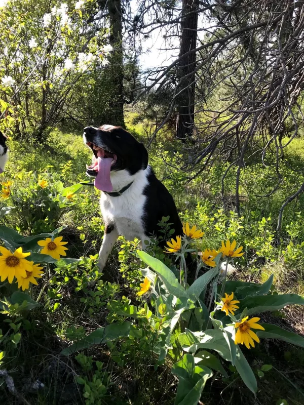 Mabel, Chewer of sticks at Trailhead Tree Service