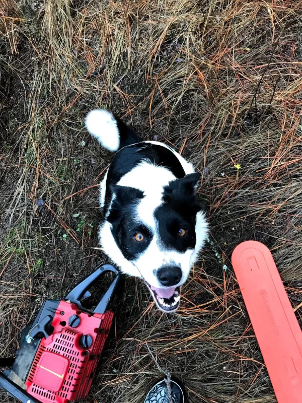 Scout, Supervisor at Trailhead Tree Service